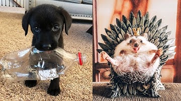 Funniest Animals! SOO cute pets - cute moment of Cute baby animals Videos Compilation | 2020