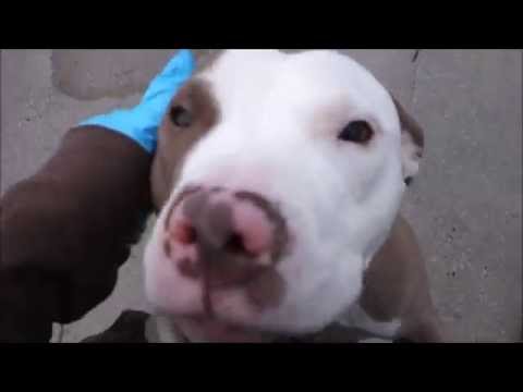 Storm - A1032806 - Brooklyn ACC camera iphone 8 plus apk