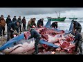 Hunting and butchering giant sharks – Massacre of giant sharks with long line fishing!