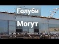 Голуби Сергея,сильные ещё в небе(посадка)Sergey pigeons, still strong in the sky (landing)