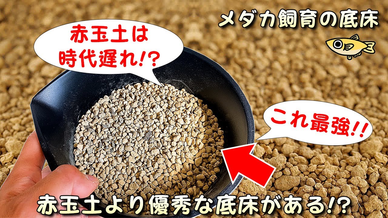 【赤玉土は時代遅れ!?】メダカ屋外ビオトープ超定番の底床「赤玉土」よりも優秀!?「ボラ土（日向土）」が最強である理由【初心者必見】