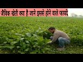 जैविक खेती कैसे करे जाने जैविक खेती के लाभ /how to start organic kheti
