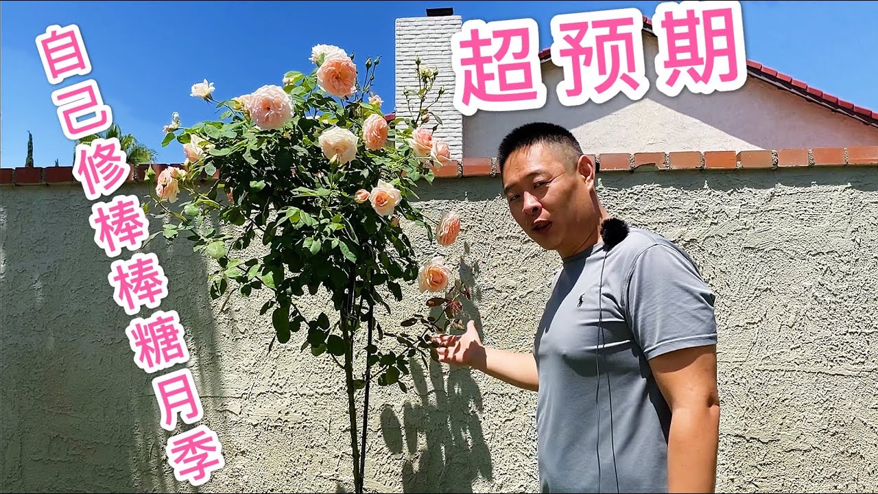 （园艺篇69）藤本月季直接修成了棒棒糖型状！自己修棒棒糖