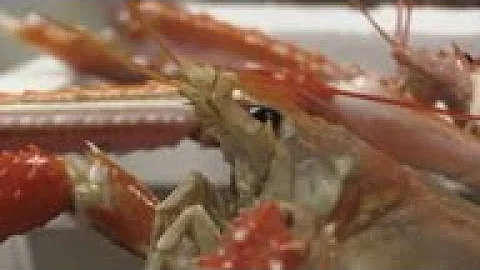 Scottish fishermen prepare for post-Brexit seas