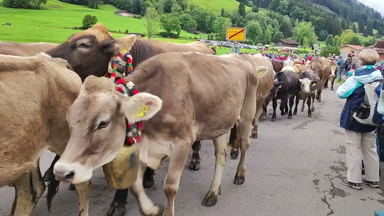Viehscheid 2024 Schöllang - Entschenalpe