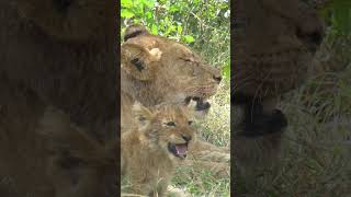 Cute Lion Cub Roar