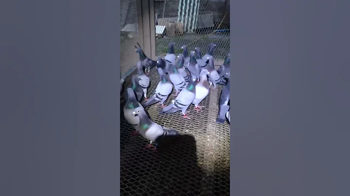 Stock pigeons for 2023 best of Ronnie evans andra ...