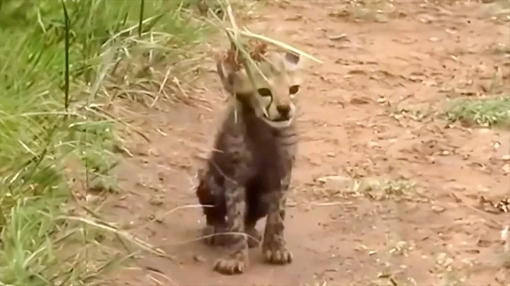 A man picked up a lost leopard cub, raised it and thought it was a dog - DayDayNews