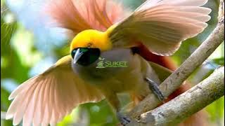 suara burung cendrawasih 🥰