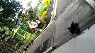 Download Lagu Cinta akang teu saumur kembang MP3