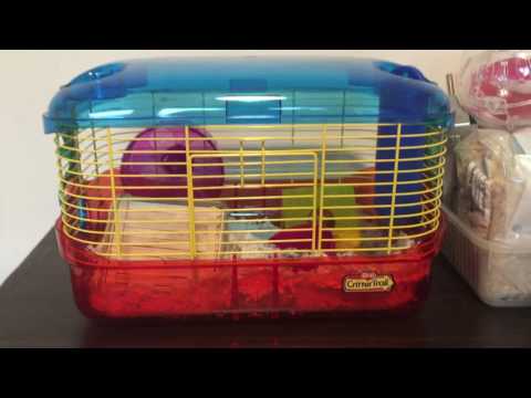 Kaytee Crittertrail Starter Kit Review