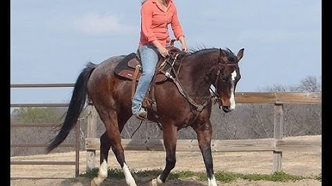 Elucive Annie   ***For info, price, etc., go to our website*** Valley View Ranch