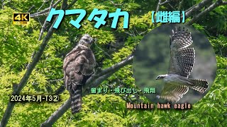 クマタカ雌編留まり・飛び出し・飛翔2024年5月 T3②