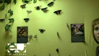 Выставка бабочек в Минске