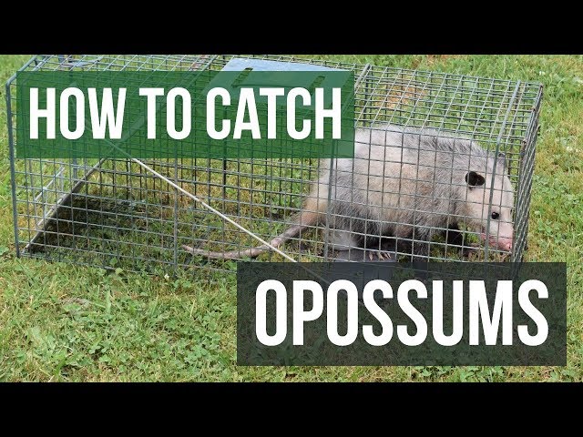 How to Catch an Opossum with a Live Animal Trap 