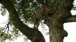 Wait for end Leopard jumps from tree on deer | Leopard tales Profile