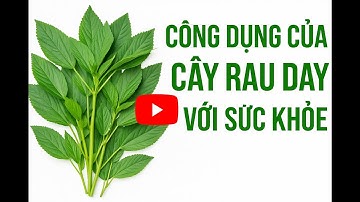 Rau Đay và 10 Công Dụng Hay mà có thể bạn chưa biết