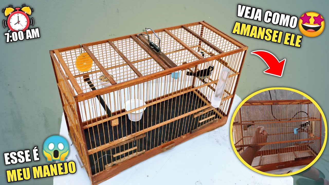 😱 FAÇA ISSO E DEIXE SEU PÁSSARO MAIS MANSO ! *Dia a dia do meu bigodinho*