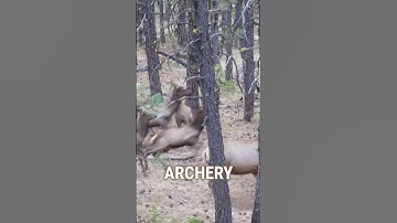 Most Important Thing When Calling Elk #pursuitwithcliff