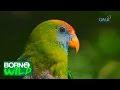 Born to be Wild: New life for Camiguin Hanging Parrots