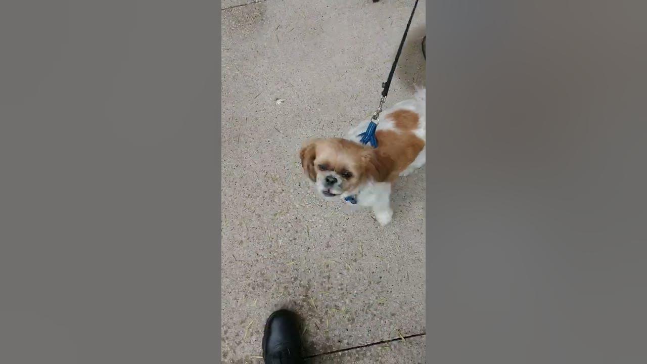 Huxley the Dog remembers me YouTube