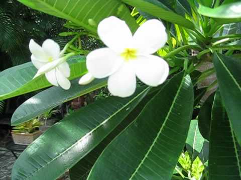 Plumeria obtusa singapore white