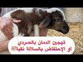 Why is the Dman sheep the best sheep in the world And how can you make a 100 successful meat p  mp3