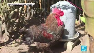 Île d'Oléron : la justice autorise le coq Maurice à continuer de chanter