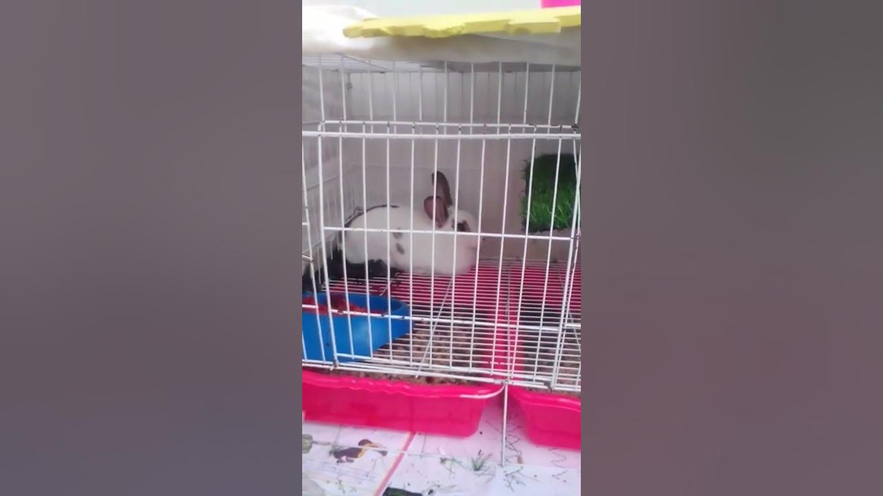 Muy fresco te ves pana rabbit