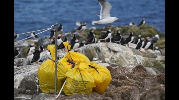 Bird flu hits islands off Northumberland where 3,000 bodies are found
