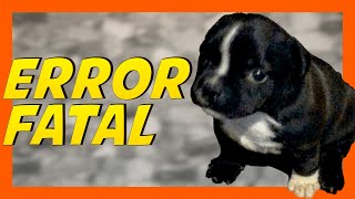 Educar a un cachorro desde cero  | PRIMER ERROR