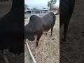 😍🥰🥰❤️❤️# Mashallah #viral #video