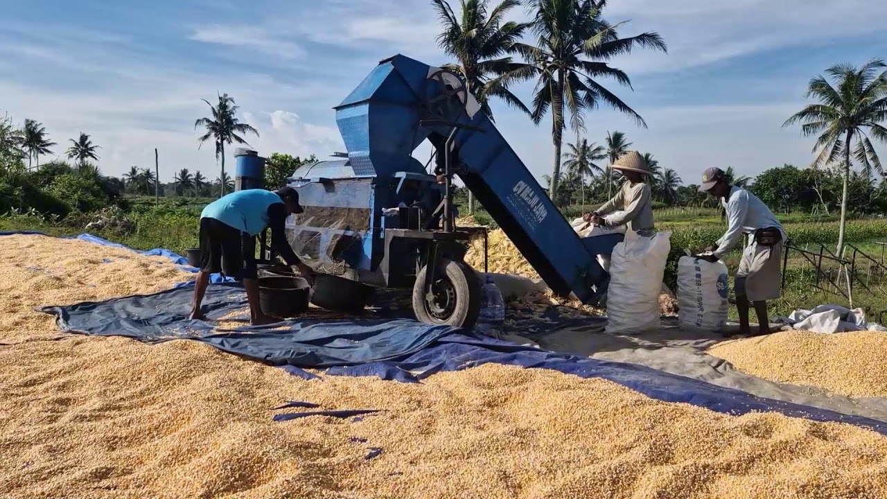 SMART FARMERS' SECRET: SHELL HUNDREDS OF CORN QUICKLY WITH MODERN EQUIPMENT! -Agriculture Farming
