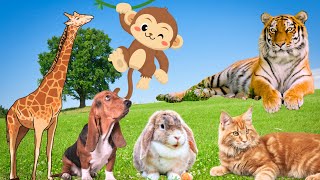 Most Interesting Animals - Giraffe, Monkey, Tiger, Dog, Rabbit - Animal Moments