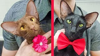 Ориентальные кошки | Типичный день из жизни котов ориенталов