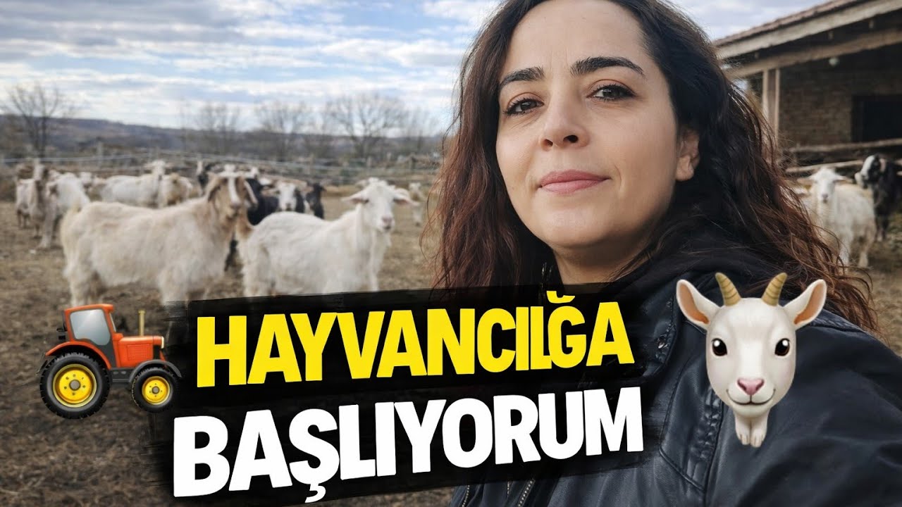 Hayvancılığa başlıyorum part 1