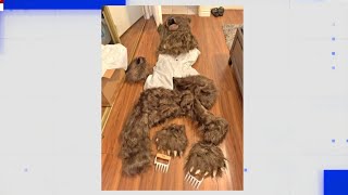 California Bear Suit Insurance Scam Sees Fake Animal Attacks On Luxury Cars