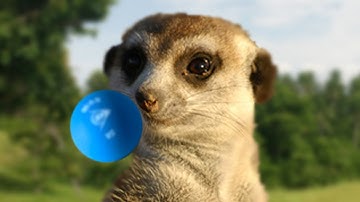 Slow Mo | Squash Ball, Meet Face