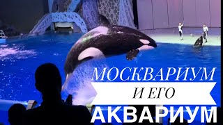 Москвариум на ВВЦ. Шоу косаток на «Шоу Воды» и Аквариум с морскими жителями