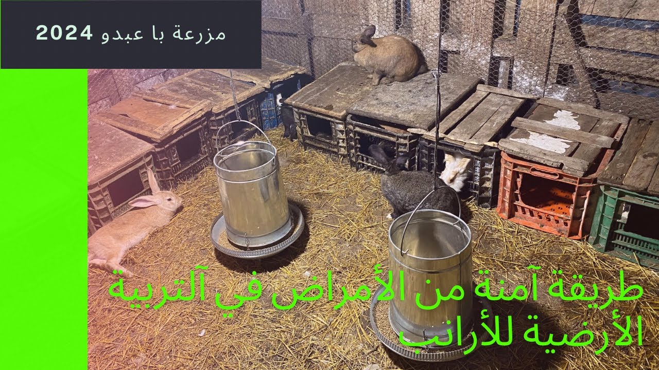 التربية الأرضية للأرانب بطريقة سهلة و آمنة من الأمراض الشائعة  🐇🐇