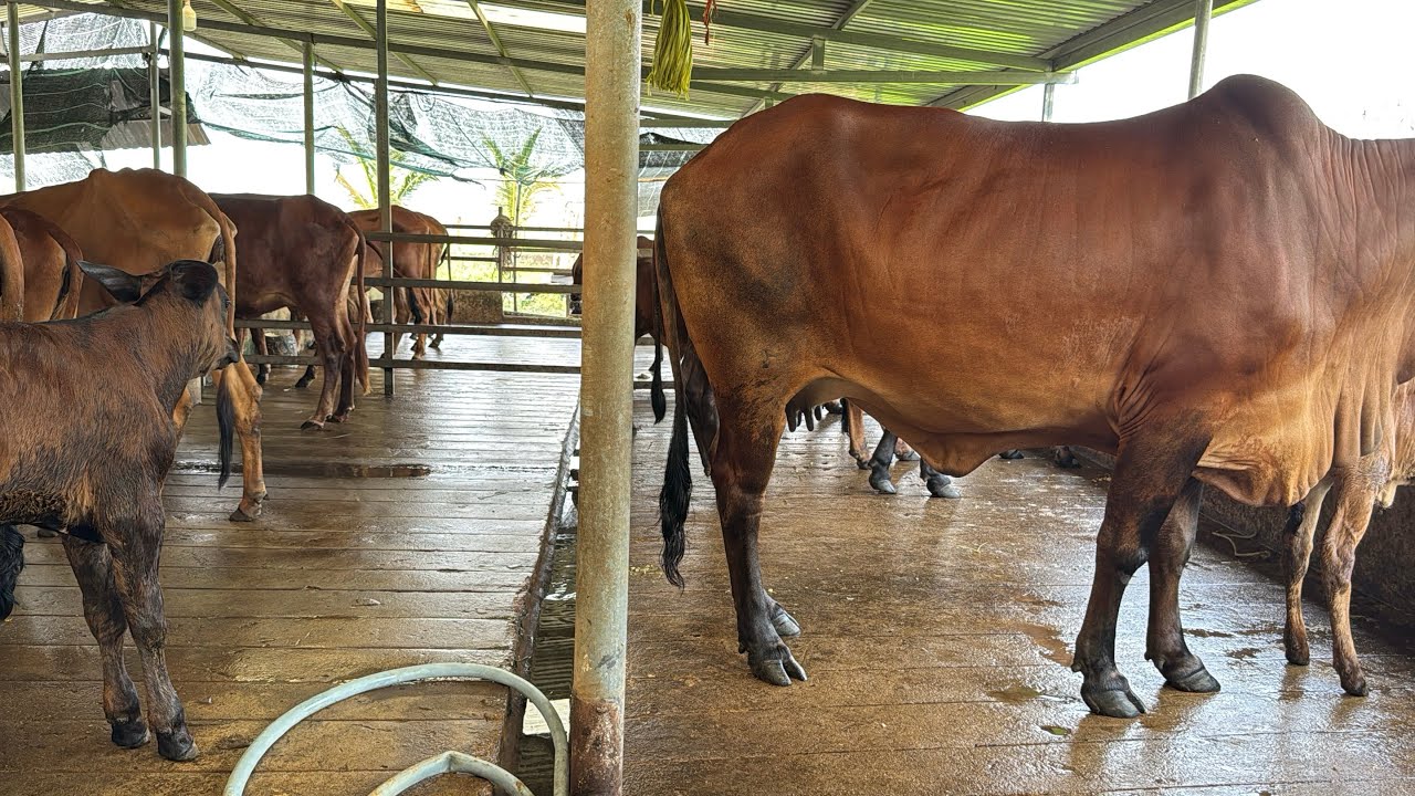 Bò Về Khá Đẹp Hôm Nay 99tr Cho 4 Đực Sin Cùng 3B Vỗ Béo 