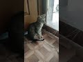 आंख मत दिखाओ 😂😂#cat #virelshirts #funnycat #trendingshorts #funnyanimal #funnypet #cute #catvideos