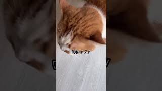 삐져서 잔소리 하는 고양이