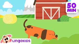 BINGO THE DOG 🐶 More Popular Songs for Kids | Lingokids