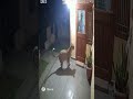 Leopard Attack On A House Cctv Footage Cat Leopard Sora