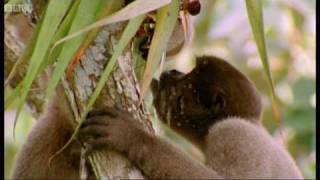 ⁣Drinking monkeys & bathing birds | Wild South America | BBC