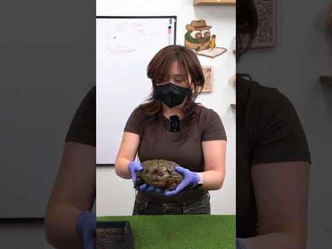 Bao The Whale Learns What Georgie EATS Alveus