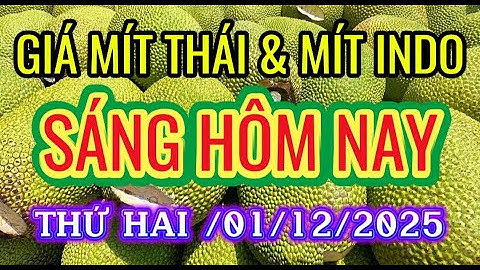 GIÁ MÍT THÁI & MÍT INDO RUỘT ĐỎ SÁNG NGÀY THỨ HAI/01/12/2025| Giải Trí Miền Tây