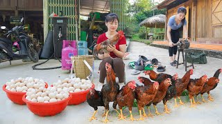 CEO Girl Harvest Many Chicken & Eggs Go To Sell At the Market - Repair Broken Things by Yourself