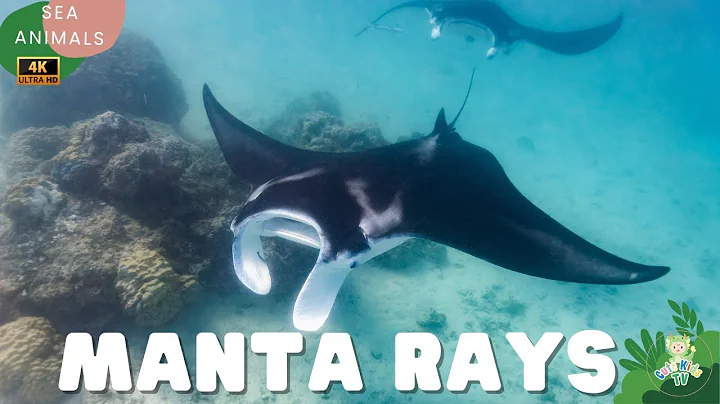 Exploring the Amazing World of Manta Rays – Fun Facts for Kids!